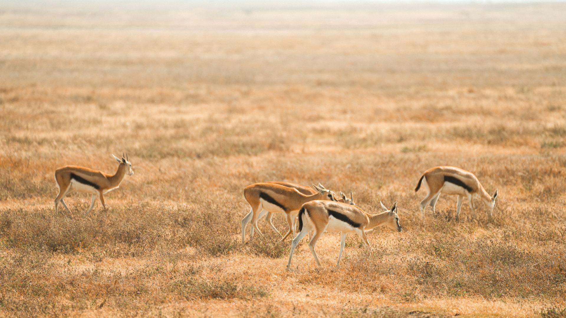 Wildlife